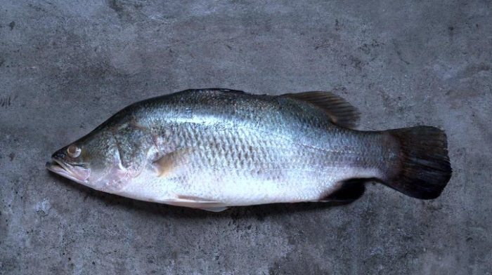 鱸魚精功效 鱸魚精功效