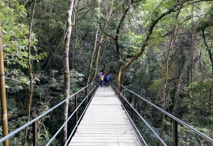 司馬庫斯巨木群步道 司馬庫斯巨木群步道