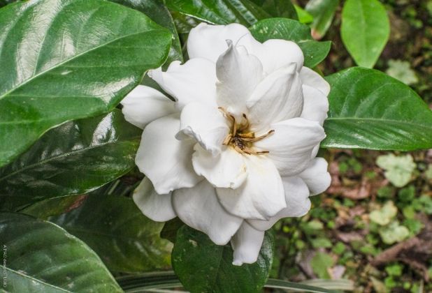 梔子花功效 梔子花功效