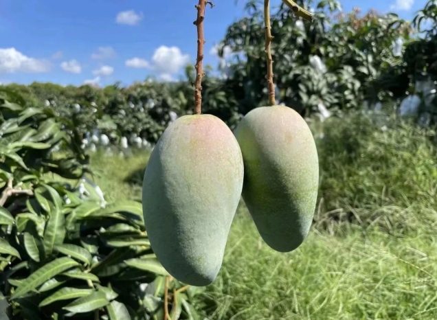 芒果熱量 芒果熱量