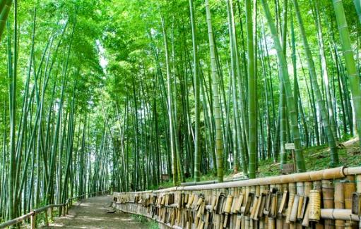 竹林秘境 竹林秘境