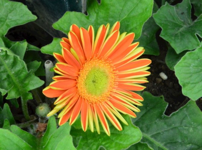 非洲菊花語 非洲菊花語