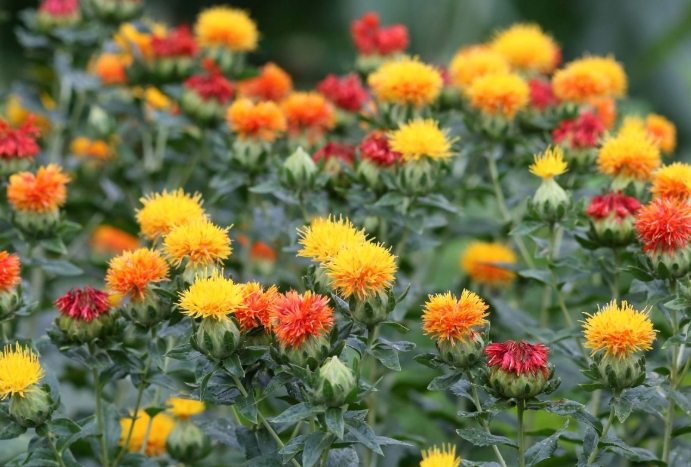 紅花的功效 紅花的功效