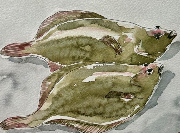 鰈魚 鰈魚