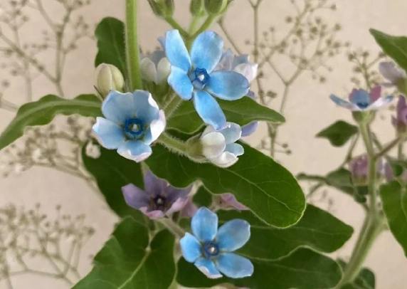 藍星花 藍星花