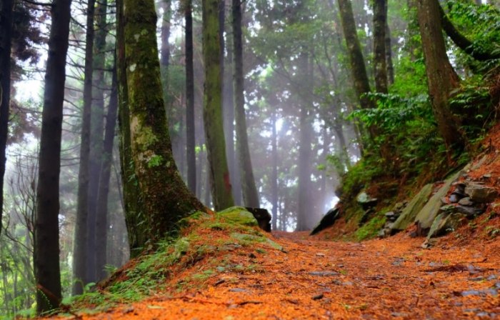 檜山巨木群步道 檜山巨木群步道