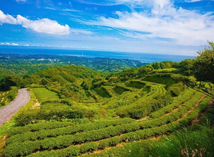 茶山步道 茶山步道