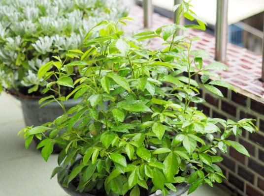 抹草種植 抹草種植