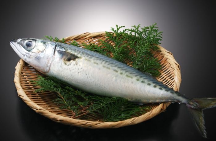 鯖魚營養 鯖魚營養