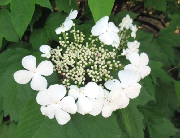 瓊花 瓊花