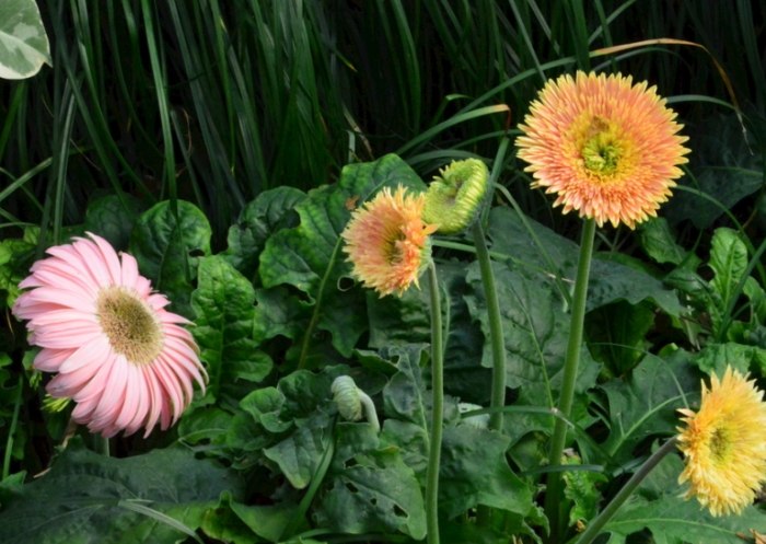 非洲菊花語 非洲菊花語