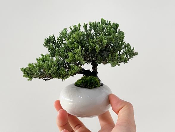 珍珠柏