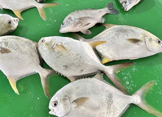 金鯧魚 金鯧魚