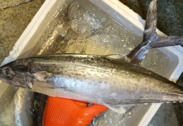 鰆魚 鰆魚
