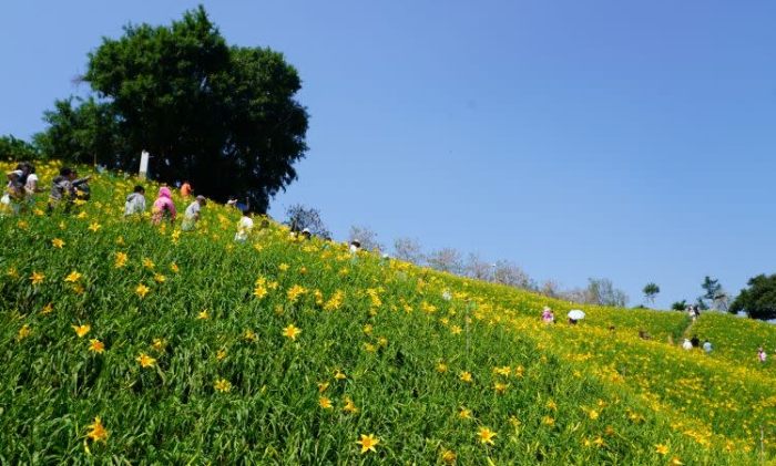 福田生態社區桐花步道 福田生態社區桐花步道