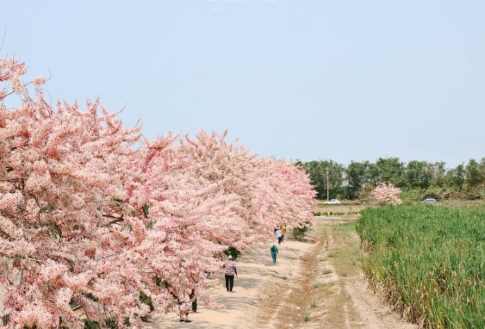 花旗木步道