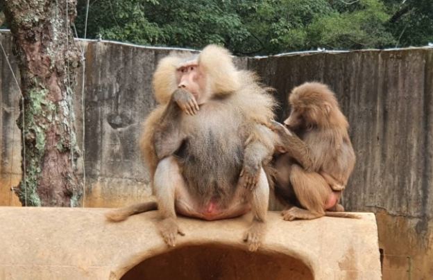 六福村動物園 六福村動物園