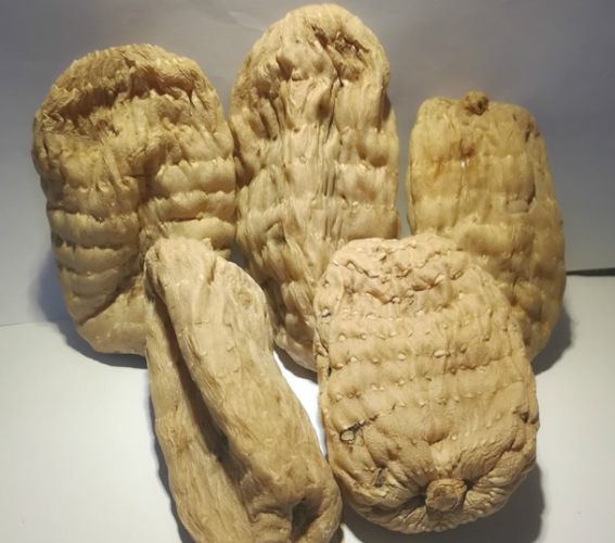 天麻的功效 天麻的功效
