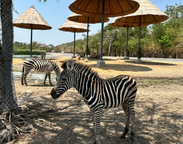 曼谷動物園 曼谷動物園