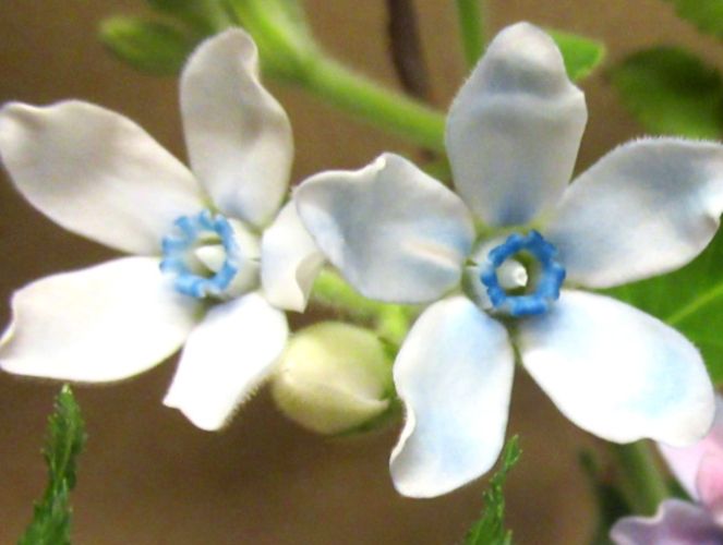 藍星花 藍星花
