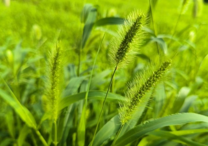 狗尾草功效 狗尾草功效