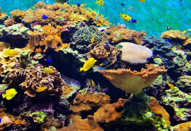 國立海洋生物博物館 國立海洋生物博物館
