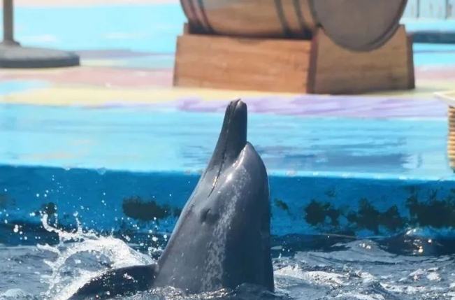 深圳野生動物園 深圳野生動物園