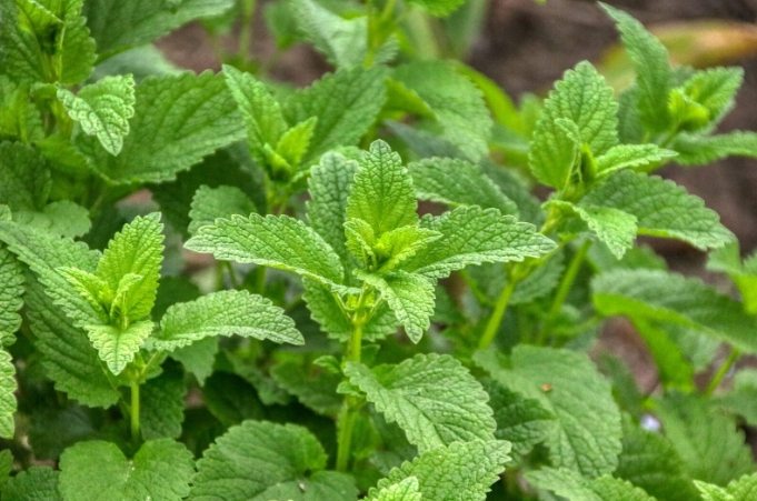 香蜂草功效 香蜂草功效