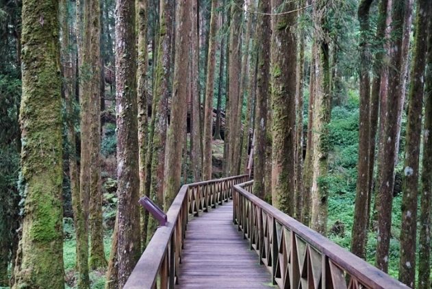 水山巨木步道 水山巨木步道