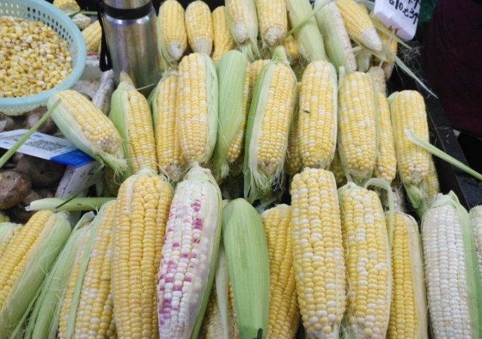 玉米熱量 玉米熱量