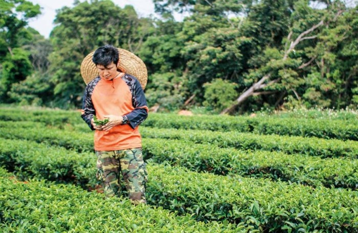 坪林茶業博物館 坪林茶業博物館