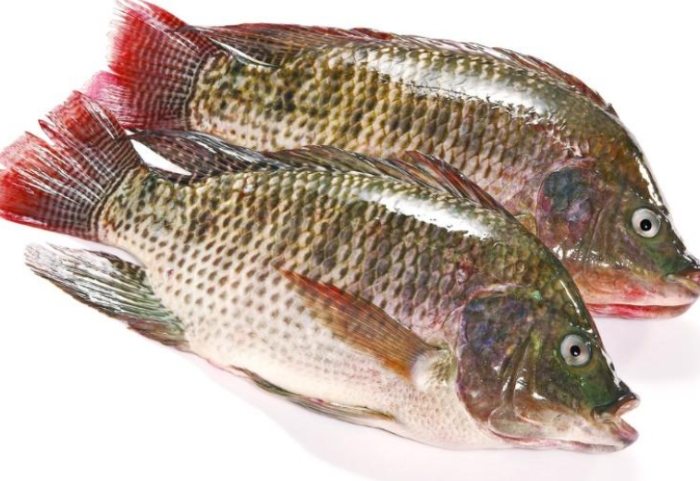 羅非魚 羅非魚