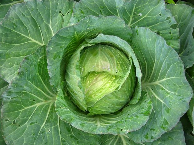 高麗菜熱量 高麗菜熱量