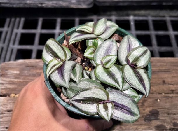 鴨拓草 鴨拓草
