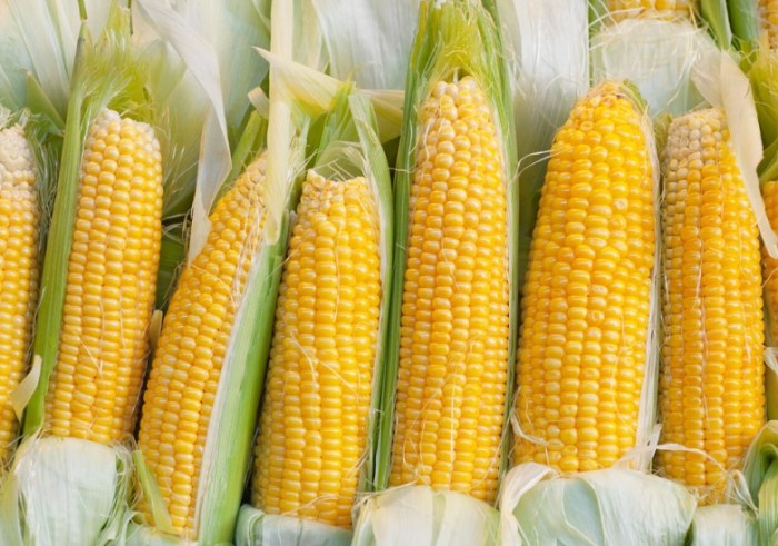 玉米熱量 玉米熱量