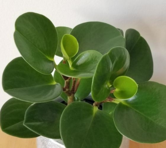 圓葉椒草 圓葉椒草