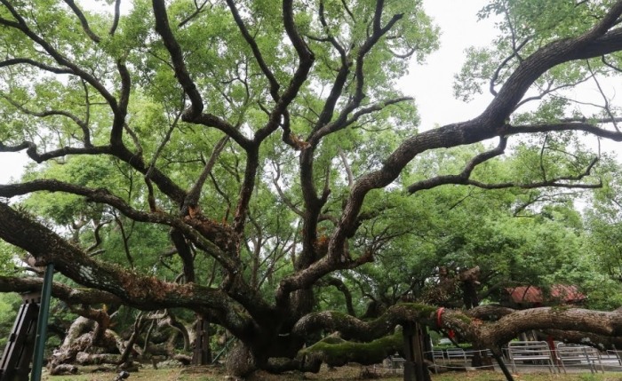 妙善寺 妙善寺