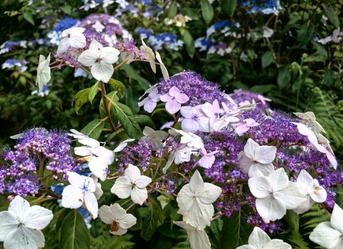 瓊花 瓊花