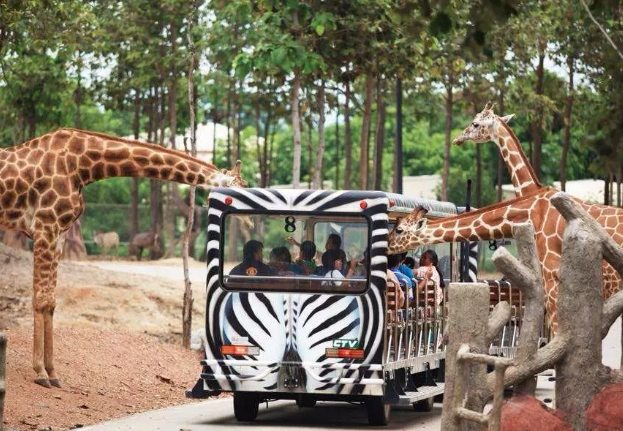 清邁動物園 清邁動物園