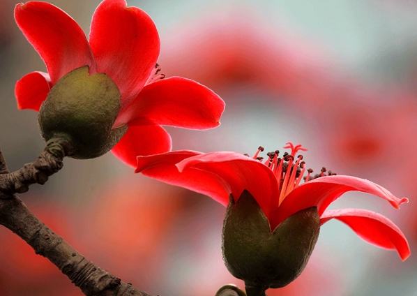 木棉花花語 木棉花花語