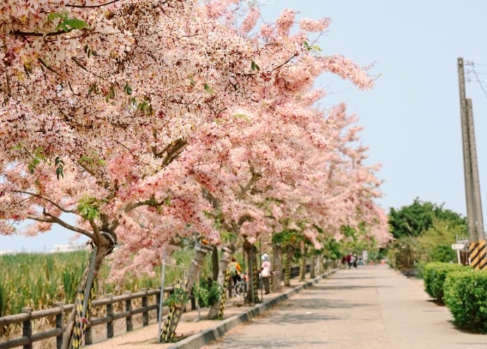 花旗木步道