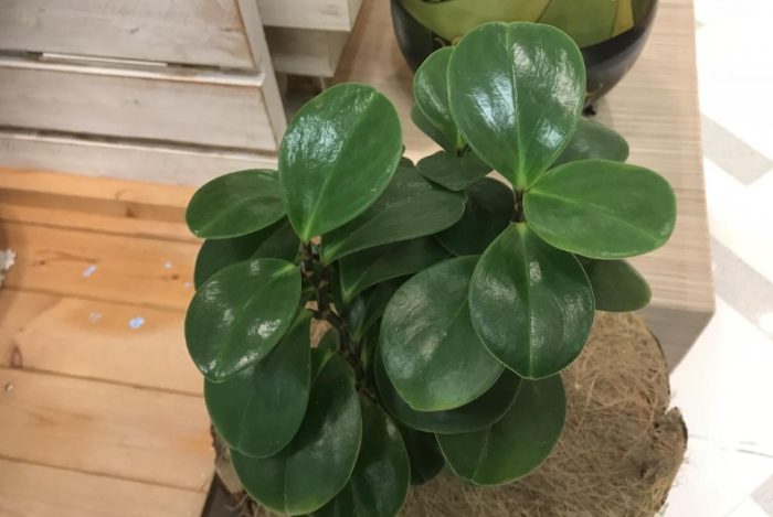 圓葉椒草 圓葉椒草