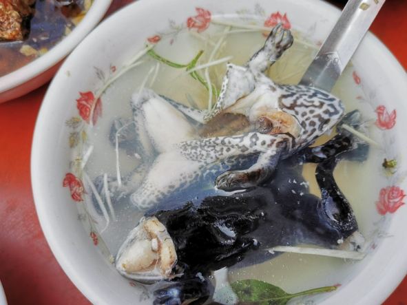 青蛙湯 青蛙湯