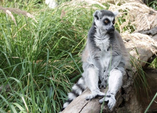 高雄動物園 高雄動物園
