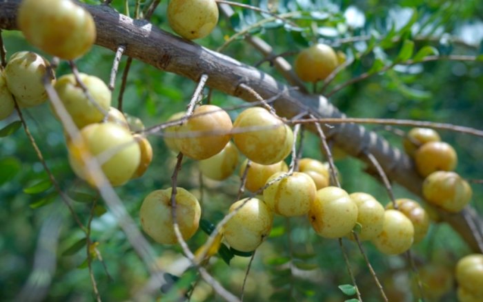 油柑功效 油柑功效