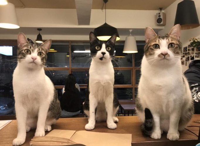 動物餐廳 動物餐廳