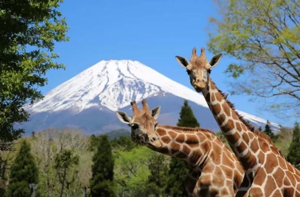 富士山租車 富士山租車