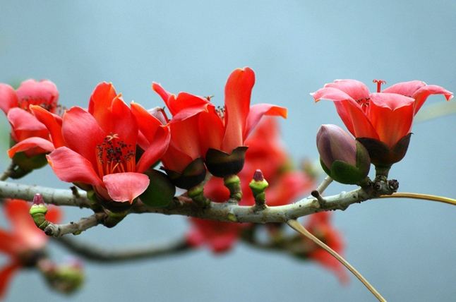木棉花花語 木棉花花語
