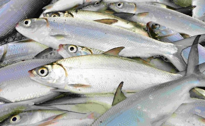 虱目魚營養 虱目魚營養