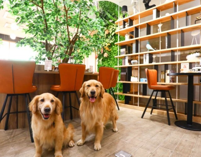 動物餐廳 動物餐廳